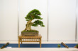 bonsai