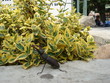 horn bug in the leeves