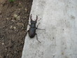 horn bug