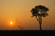 arbre au lever du soleil arbre au lever du soleil