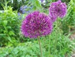 purple allium