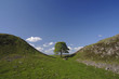 sycamore gap