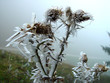 eisblume