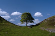 sycamore gap