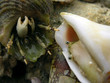 claws from the shell claws from the shell