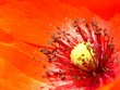coeur d'une fleur de coquelicot, étamines, pistil
