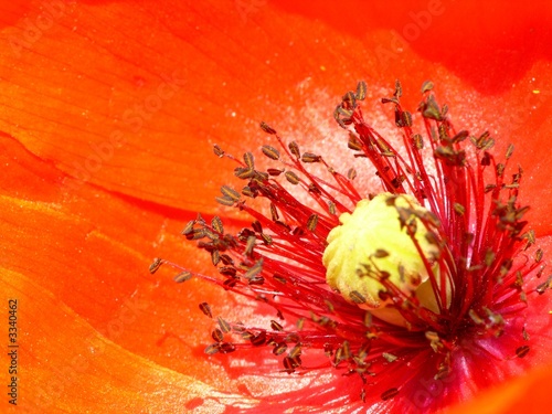 coeur d'une fleur de coquelicot, étamines, pistil