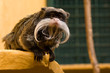 Singe Tamarin a longues moustaches