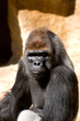 portrait de Gorille