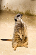 Suricate debout