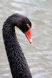 portrait cygne noir d'australie