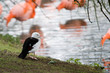 Tadorne Radjah au bord de l'eau