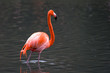 Flamand rose marche dans l'eau