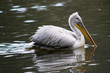 Pelican sur l'eau