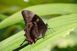 papillon