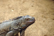 iguana iguana