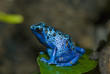 grenouille bleu