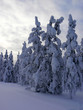 snow covered trees