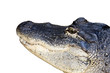 alligator alligator