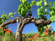 vignes fleuries