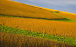 Foto: flying over the field flying over the field
