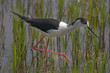 avocet avocet