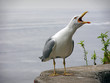 albatros screaming albatros screaming