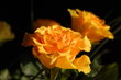 gelbe rose