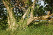 baum im knick
