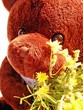 ourson et fleurs
