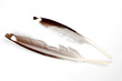 feather