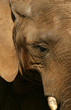 der elefant