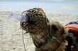 acqua
