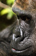 der gorilla