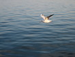 seabird seabird