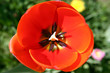 rote tulpenblüte rote tulpenblüte