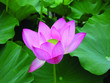 fleur de lotus
