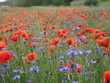 kornblumen und mohn
