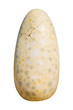 dinosaur egg