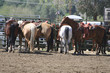 horse stop