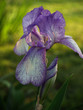 "flowers": iris & bud, softly back lit