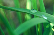Photo: feuille goutte d'eau 2 feuille goutte d'eau 2