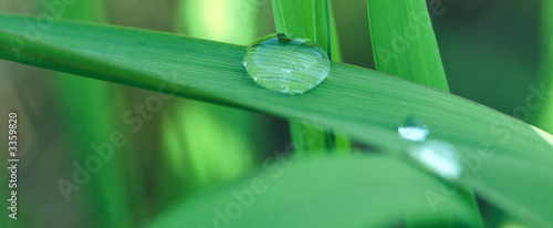 Photo: feuille goutte d'eau feuille goutte d'eau
