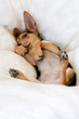 funny puppy