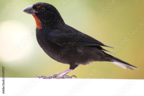 Photo: oiseau noir et rouge oiseau noir et rouge