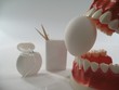 dental teeth model
