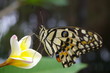 papillon