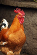 coq