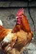 coq