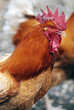 coq